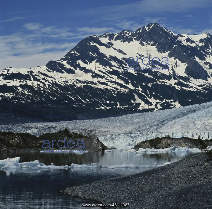 : Shoup Glacier : Shoup Glacier