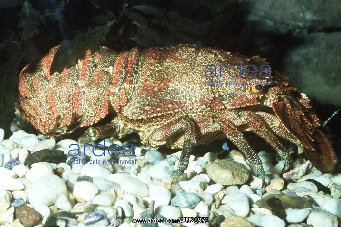  : SHOVEL-NOSED LOBSTER  /  Moreton Bay Bug
