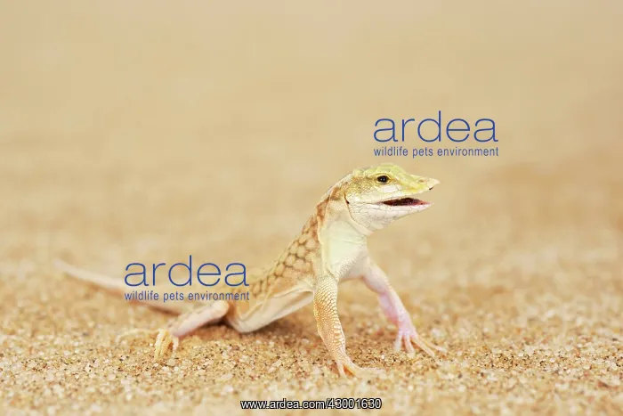 : Shovel-snouted Lizard : Shovel-snouted Lizard