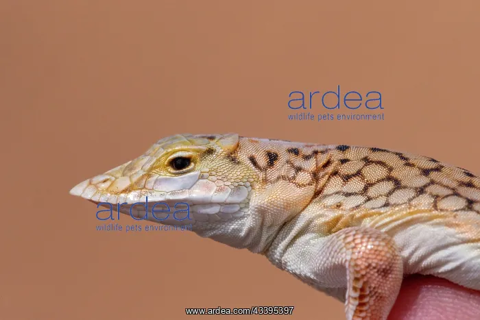 : SHOVEL SNOUTED LIZARD : SHOVEL SNOUTED LIZARD