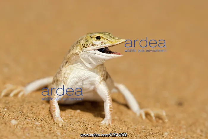 : Shovel Snouted Lizard - Full body portrait with : Shovel Snouted Lizard - Full body portrait with