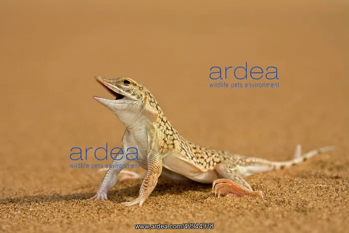 : Shovel Snouted Lizard - Full body portrait sitting : Shovel Snouted Lizard - Full body portrait sitting