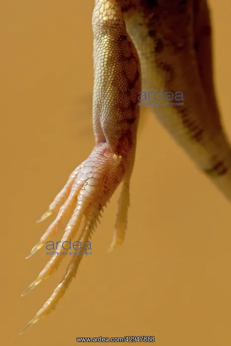 : Shovel Snouted Lizard - Close up of a rear foot : Shovel Snouted Lizard - Close up of a rear foot