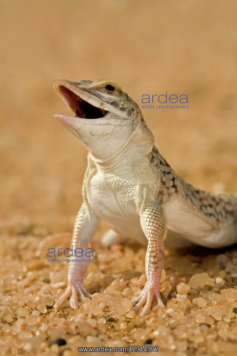 : Shovel Snouted Lizard - Portrait of Head and front limbs : Shovel Snouted Lizard - Portrait of Head and front limbs