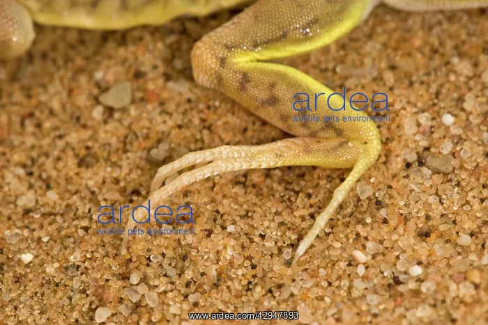 : Shovel Snouted Lizard - Showing the rear foot with : Shovel Snouted Lizard - Showing the rear foot with