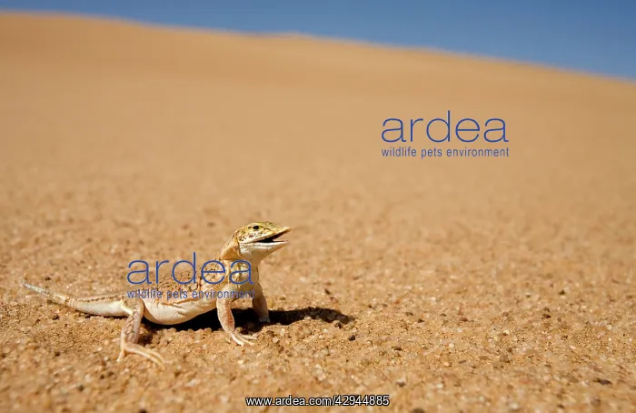 : Shovel Snouted Lizard - Shown in its natural habitat : Shovel Snouted Lizard - Shown in its natural habitat