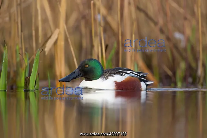  : Shoveler (Anas clypeata). Drake - UK