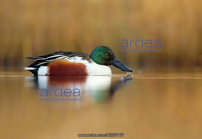  : Shoveler (Anas clypeata). Drake - UK