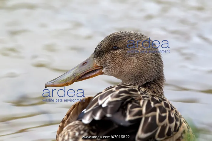  : Shoveler female
