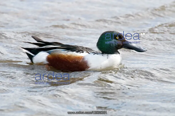 : Shoveler - drake : Shoveler - drake