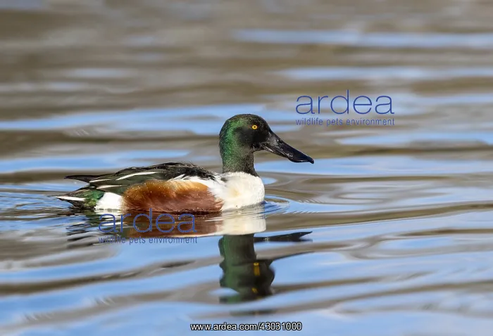  : Shoveler - Drake - Cornwall - UK
