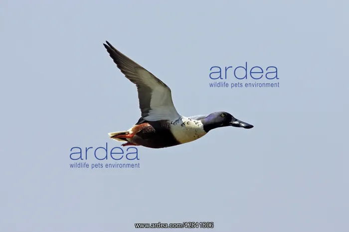 : Shoveler - Drake in flight : Shoveler - Drake in flight
