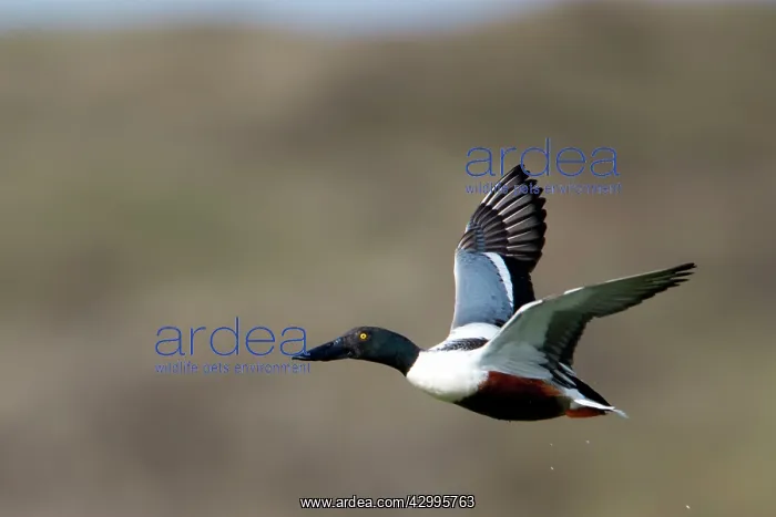 : Shoveler - drake in flight Island of Texel, Holland : Shoveler - drake in flight Island of Texel, Holland