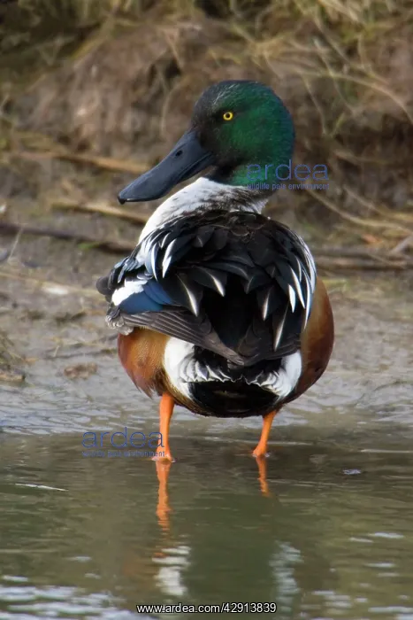 : Shoveler - Drake preening itself : Shoveler - Drake preening itself