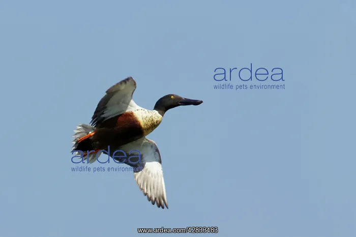 : Shoveler - Drake taking off : Shoveler - Drake taking off