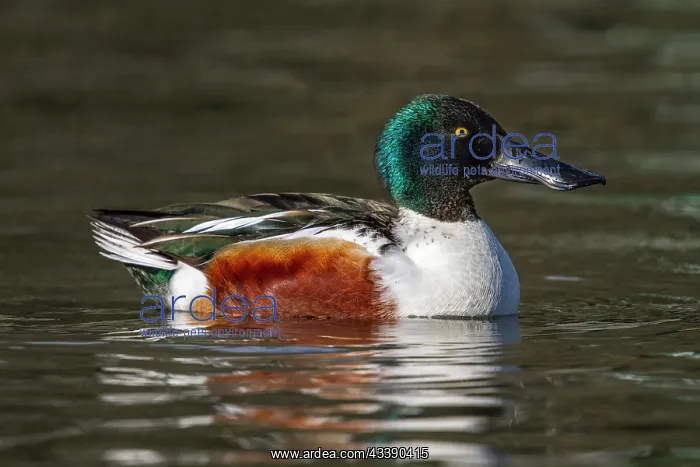 : Shoveler - Drake - UK : Shoveler - Drake - UK