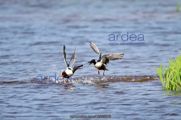 : Shoveler - two drakes fighting on lake Island of : Shoveler - two drakes fighting on lake Island of