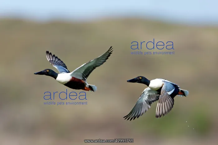  : Shoveler - two drakes in flight Island of Texel