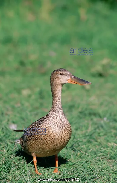 : Shoveler DUCK - Female, on grass : Shoveler DUCK - Female, on grass