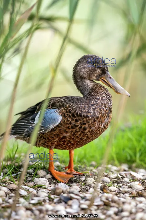 : Shoveler Duck - Male - Eclipse Plumage - UK : Shoveler Duck - Male - Eclipse Plumage - UK