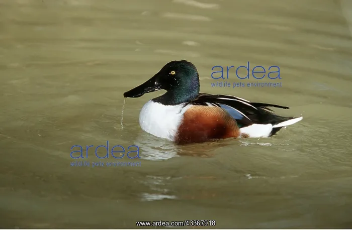 : SHOVELER DUCK - on water : SHOVELER DUCK - on water