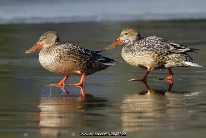  : Shoveler Ducks - female
