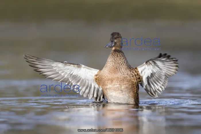  : Shoveler - Female - Flapping - Cornwall - UK