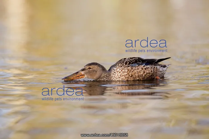 : Shoveler female in winter : Shoveler female in winter