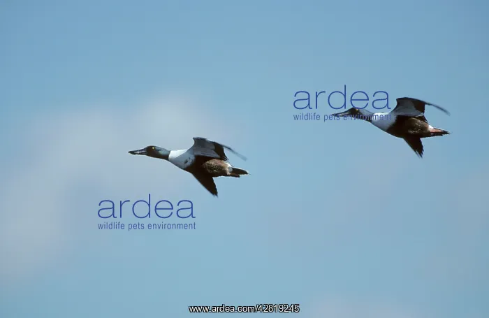 : Shoveler - in flight : Shoveler - in flight