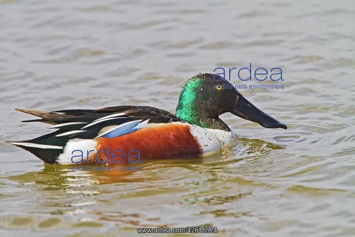 : Shoveler - male feeding : Shoveler - male feeding