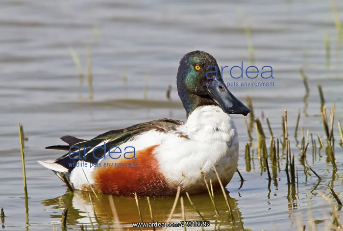 : Shoveler - male feeding : Shoveler - male feeding