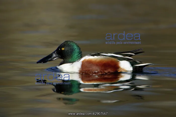 : Shoveler - Male on lake, spring : Shoveler - Male on lake, spring