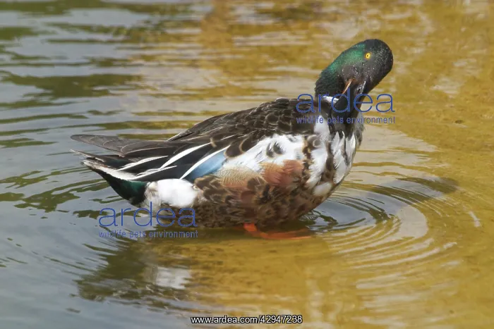 : Shoveler - Male preening : Shoveler - Male preening