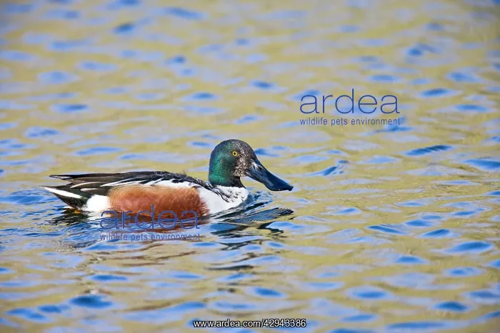 : Shoveler - male - water : Shoveler - male - water
