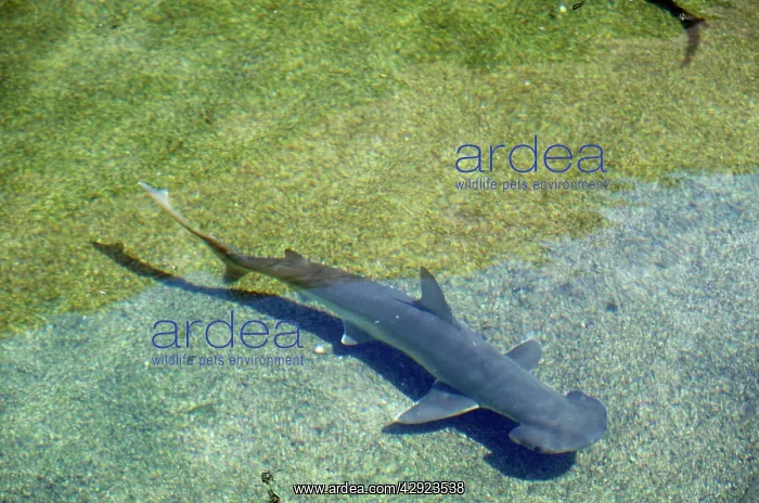 : Shovelhead / Bonnet / Bonnethead Shark : Shovelhead / Bonnet / Bonnethead Shark