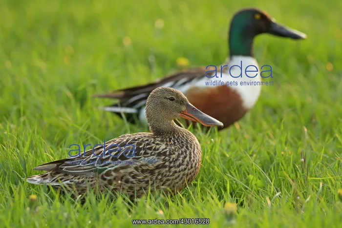  : Shovellers male and female on grass April