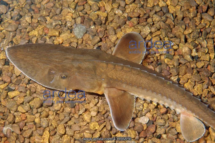 : Shovelnose Sturgeon : Shovelnose Sturgeon