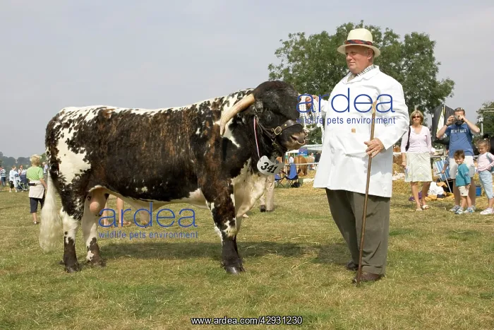 : Showing prizewinning Longhorn bull at Moreton-in-Marsh : Showing prizewinning Longhorn bull at Moreton-in-Marsh