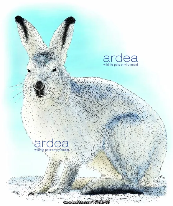 : Showshoe Hare : Showshoe Hare