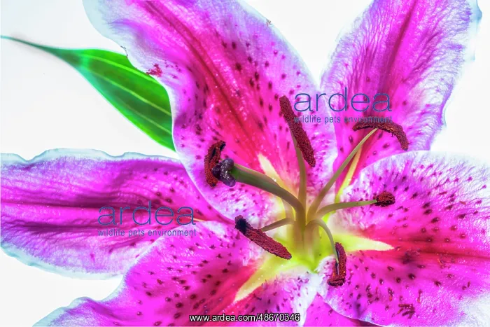 : Showy lily : Showy lily