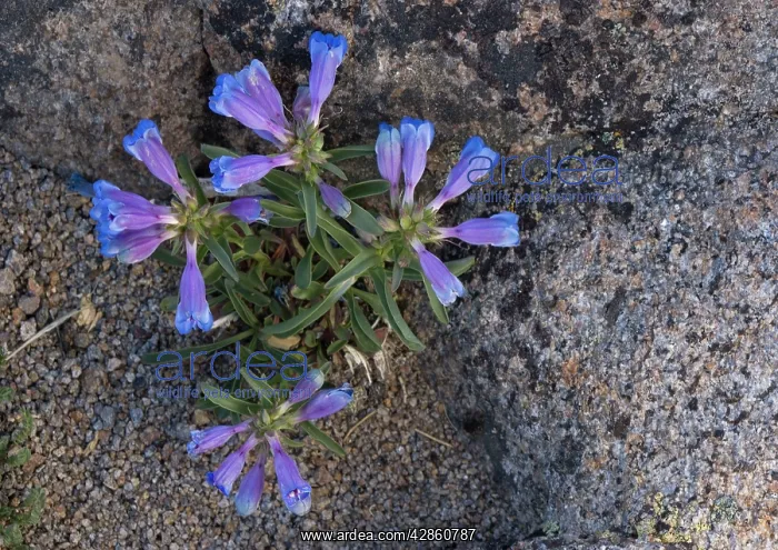 : Showy Penstemon - at 10, 000 ft in the Sierra Nevada : Showy Penstemon - at 10, 000 ft in the Sierra Nevada