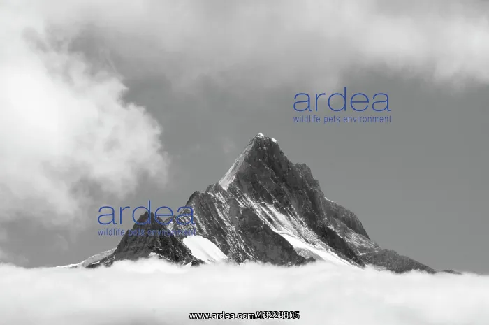  : Shreckhorn summit, 3741 m. from Faulhorn