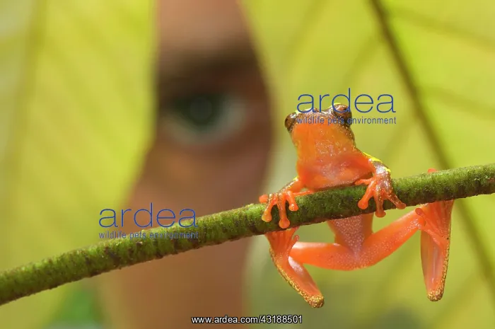 : Shreve's Sarayacu Treefrog (Dendropsophus sarayacuensis) : Shreve's Sarayacu Treefrog (Dendropsophus sarayacuensis)