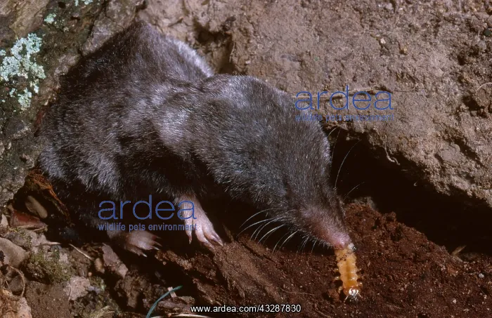 : Least shrew (Cryptotis parva) eating a beetle larva : Least shrew (Cryptotis parva) eating a beetle larva