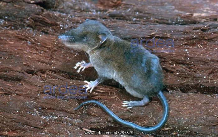 : Shrew-tenrec (Nesogale or Microgale sp.) from Madagascar : Shrew-tenrec (Nesogale or Microgale sp.) from Madagascar