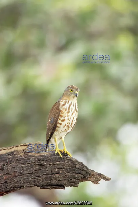 : Shrika (Accipiter badius). Keoladeo Ghana National Park - Bharatpur - Rajasthan - India : Shrika (Accipiter badius). Keoladeo Ghana National Park - Bharatpur - Rajasthan - India