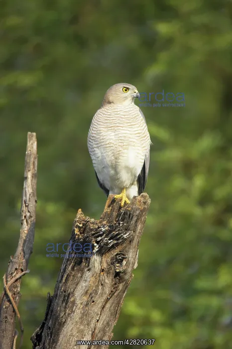 : Shrika (Accipiter badius). Keoladeo Ghana National Park - Bharatpur - Rajasthan - India : Shrika (Accipiter badius). Keoladeo Ghana National Park - Bharatpur - Rajasthan - India