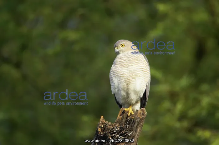 : Shrika (Accipiter badius). Keoladeo Ghana National Park - Bharatpur - Rajasthan - India : Shrika (Accipiter badius). Keoladeo Ghana National Park - Bharatpur - Rajasthan - India