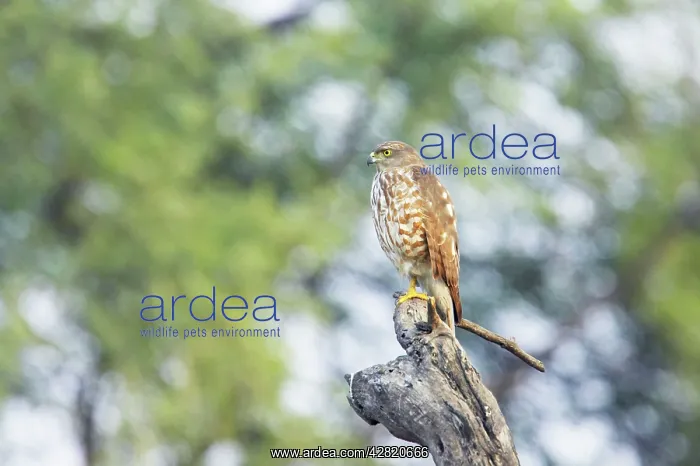 : Shrika (Accipiter badius). Keoladeo Ghana National Park - Bharatpur - Rajasthan - India : Shrika (Accipiter badius). Keoladeo Ghana National Park - Bharatpur - Rajasthan - India