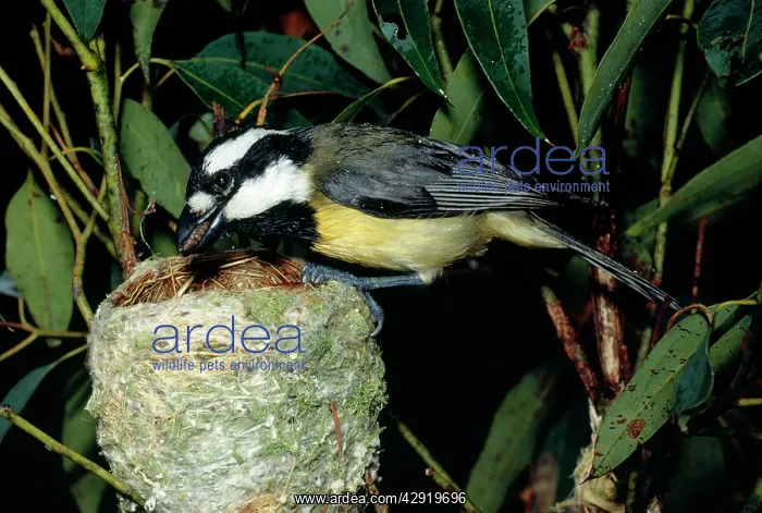 : SHRIKE TIT / Crested Shrike Tit - Eastern female at nest : SHRIKE TIT / Crested Shrike Tit - Eastern female at nest